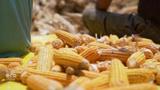 Biomaterials: nature's plastic substitutes