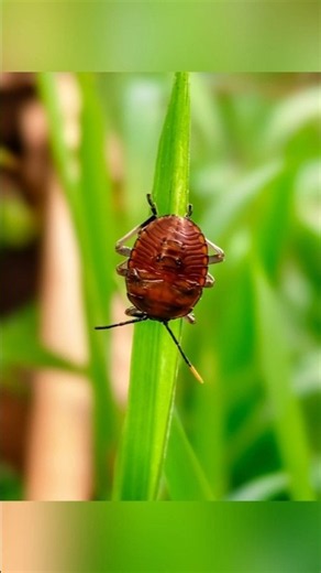 How to take stunning macro photos on mobile 📸🕷️ #shorts #macro #nature #wildlife #photography