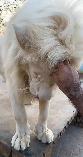 Gentle Interaction With A Beautiful White Lion