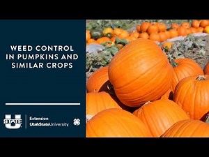 Weed Control in Pumpkins and Similar Crops