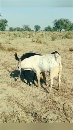 Goat Breeding Moment 🐐❤️ | Natural Farm Life #farmlife