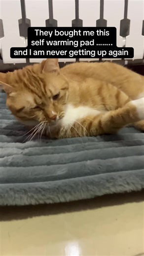 Perfect Self-Warming Cat Bed for Cozy Cats