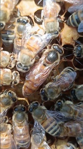 👑 Queen Bee Management – The Heart of a Healthy Hive 🐝
