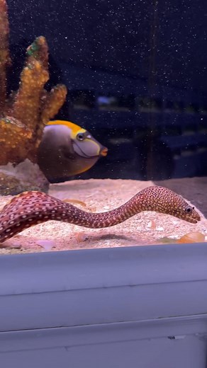 🐉 DRAGON EEL SPOTLIGHT! 🐉 If you love statement fish, this one is next level. The Dragon Eel (also known as the Dragon Moray) is one of the most striking and sought-after eels in the marine hobby — bold colours, intricate patterns and a true mythical look. 🔥 Why they’re incredible: • Bright, dramatic markings that look hand-painted • Loads of personality and intelligence • A powerful, confident presence in any large marine setup • Fascinating feeding behaviour and movement These guys definite