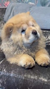 Dancing chow chow🤣 Cre: tomoradychowchows | Chow Chow Overload