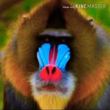 Mandrill Scream 🐵 🔊