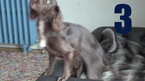 3.3M views · 11K reactions | One Simple Game to Build RECALL & Reliability Everywhere? Watch this video  to discover this 1 simple GAME to inspire REAL-LIFE focus and turn an off-leash delinquent  to a FOCUSSED, controlled COMPANION  ➡️ Then click here to get your FREE eBook of Games : https://game.absolute-dogs.com/focusebook | absoluteDOGS | Facebook