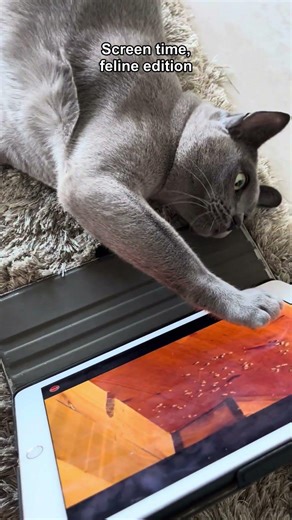 When the paws button on your iPad is broken #cat #cats #catshorts #pets #funnycats