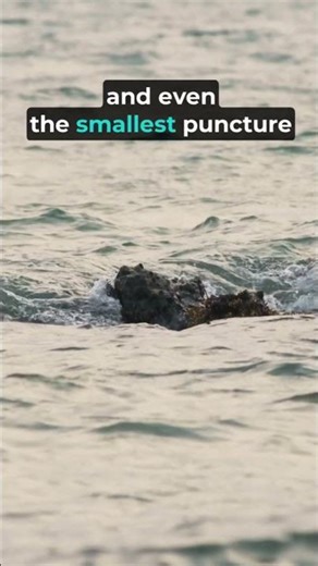 A Beached Whale Can Explode!