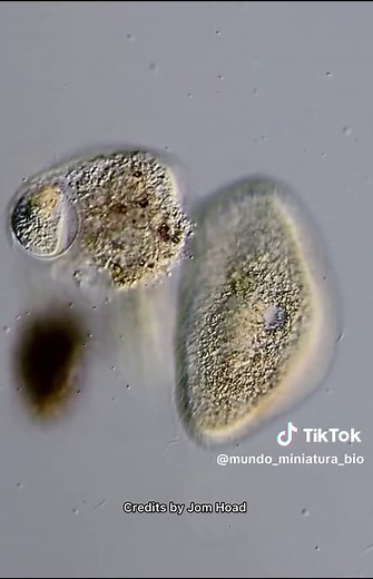 Los protozoos pueden duplicar su tamaño cuando se alimentan debido a que obtienen nutrientes y energía de su alimento, lo que les permite crecer y reproducirse. Al consumir alimentos, los protozoos pueden absorber los nutrientes necesarios para su metabolismo y crecimiento, lo que resulta en un aumento de tamaño. Este proceso de crecimiento es fundamental para su supervivencia y reproducción. #mundominiaturabio #parati #fypシ #fyppppppppppppppppppppppp #viral #biologia #microorganismos