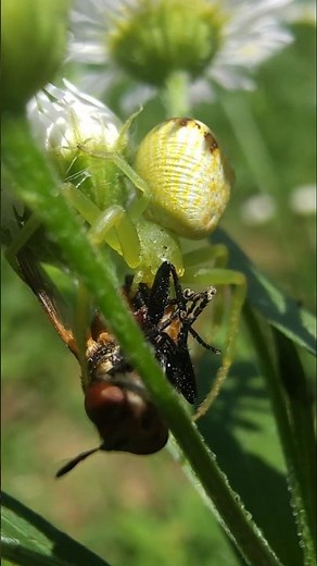 Crab spider vs Fly #insects #spider #fly #nature