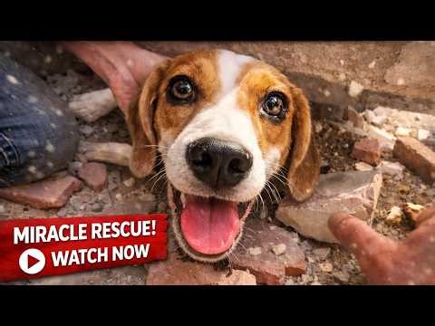 Trapped Dog's Desperate Cry… Heroic Rescue in the Last Seconds! 🐶😱 (Compilation)