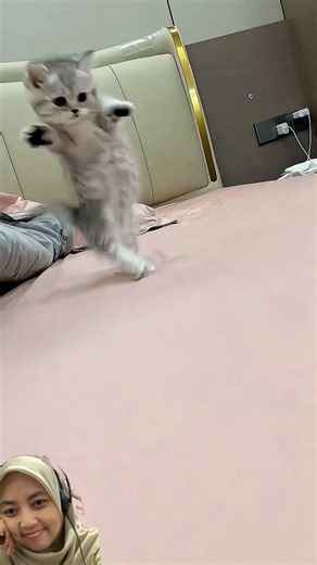 #funny #cat #baby #catsounds #cute #core #animals #kucing #pets #kitten #meow #random #lucu #cutie