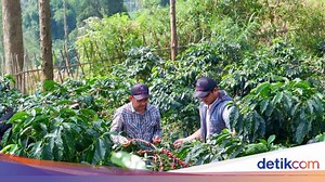 Cerita Alumnus IPB University Tembus Pasar Internasional Kopi