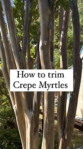 Here is how to properly trim Crepe Myrtles! #diy #landscape #outdoor #outdoorslife #plants #trees #doityourself #project #home #outdoorliving #decor | Nik and Liv DIY