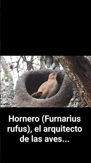 Hornero construyendo su nido