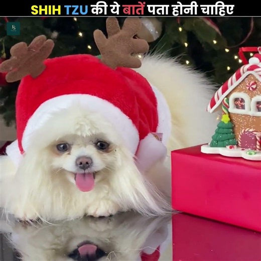 Shih Tzu की ये बाते आपको पता होनी चाहिये । Secrets of Shih Tzu Dog
