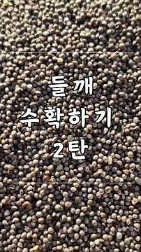 #들깨 #들깨수확 #들깨수확시기 #들깨수확방법 #들깨터는방법 #들깨터는법 #들깨수확법 #들깨농사 #도리깨 #들깨털기 #농부네농산 #농부브이로그 #농부일상 #농사 #농사일상