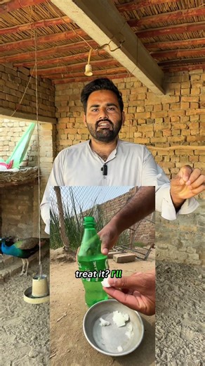 Treatment of lice and mites in chickens, and all birds #birds #minizoo #lice #mites #treatment