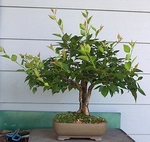 Split trunk Oriental pear - Pyrus pyrifolia