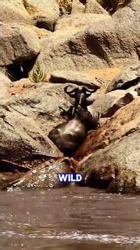 5 Animal Moments that are Completely Remarkable Pt.1