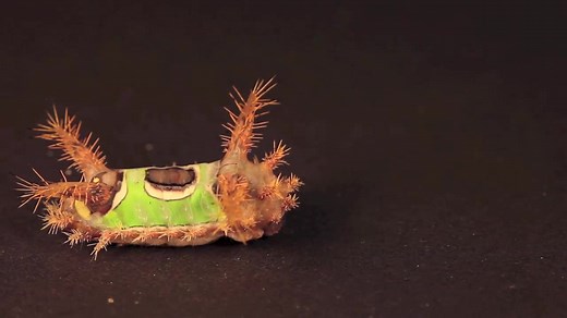 This is one of the stranger moments... - The Caterpillar Lab