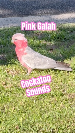 Galah Cockatoo Sounds #galah #cockatoo #birdsounds #pink