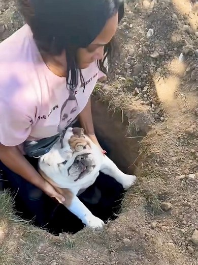 Dog's Dedication to Digging a Hole