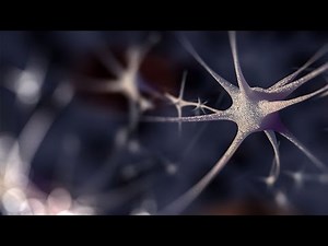 Human Physiology - Synaptic Transmission, Neural Integration, and CNS Overview