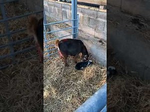 Live Pygmy Goat Birth! Everyone Happy and Healthy 20/01/22