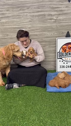 Golden Star Doodles on Instagram: "These beautiful F1B Mini Goldendoodle pups will be ready to go home beginning of January! Make sure to reach out if you’re interested ☎️ #minigoldendoodle #minigoldendoodles"