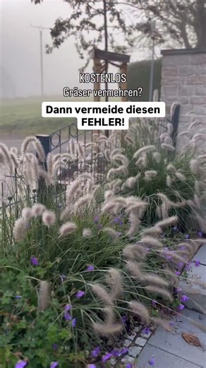 Auch wenn es jetzt total verlockend ist, die wunderschönen Gräser zu teilen: Macht das lieber erst im Frühling. 📌Speichere dir dieses Video, im Frühling nehme ich dich in der Story gerne mit und erinnere dich daran. 🫶🏼 Auch im Pflanzencenter würde ich jetzt keine ganz kleinen Gräser kaufen, auch wenn sie wunderschön aussehen. Nur größere Exemplare, denn bei den kleinen sind die Wurzeln oft noch zu schwach und könnten den Winterfrost nicht gut überstehen. Sind alles meine Erfahrungen🙌 Teile m