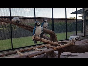 The Stunning Beauty of RARE Silver mutation Blue gold macaw