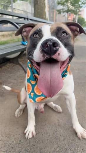 Rocko 255914🩵smart boy!