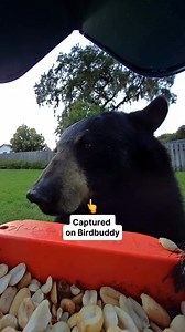 5K reactions · 100 shares |  It’s here — Birdbuddy’s Black Friday Sale! Get up to 50% OFF the world’s first smart bird feeder   Capture stunning HD photos & videos  Get real-time alerts when birds visit  Identify 1000+ species automatically Thousands of bird lovers already use Birdbuddy to reconnect with nature — now’s your turn. Hurry — this deal ends soon! | Birdbuddy | Facebook