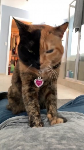 Part 1: Fluffing the human like a pillow.... see part 2 for the “aww” moment. 😻 #cats #spring #walkitout #spoiled