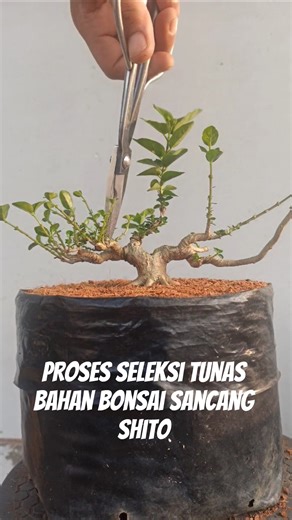 proses seleksi tunas sancang shito #bonsai #winatabonsai #belajarbonsai