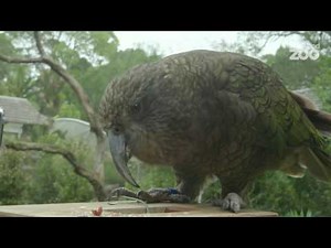Zoo Tales - Cheeky and charming kea