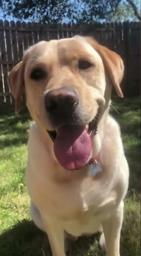 "Talking Labrador Goes Viral! Bella Reacts to Her Owner 🐶💬 #dogshorts " #shortvideo #shorts