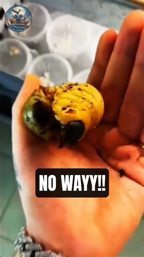 Watch These Baby Animals Turn Into Wild Legends! 🦁