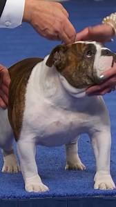 Hazel the bulldog at the 22nd nationaldogshow, November 23rd, 2023. We, the worldwide bulldog obsessed association, didn’t take home the top prize this year but everyone knows if there is a lifetime presence, attitude, looks, grace, star quality, character, EVERYTHING winner..the bulldogs have it hands down !! 🥇🏆💫 📷: @nbc . #bulldoglover #bulldogs #bulldog #bulldogsofig #bulldogsofinstagram #dogloversofinstagram #bulldogcommunity #englishbulldogs #bulldogslife #igbulldogs_worldwide #doglover