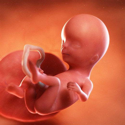 Week 14 of Pregnancy