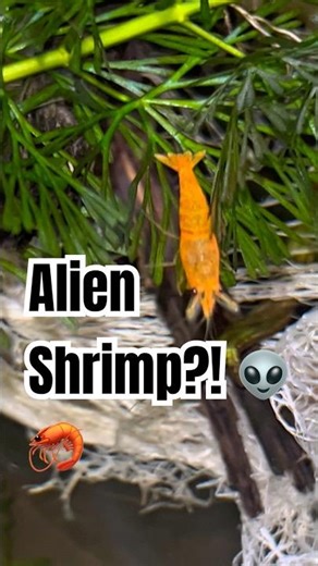 Shrimp Turns Into Alien Predator! 👽🦐