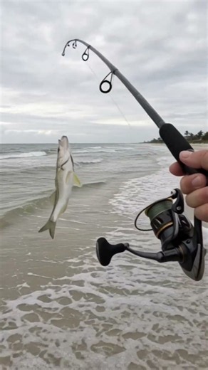 Snook...wish it were always that easy! 🎣