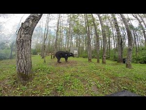 archery 30 yard explosive target