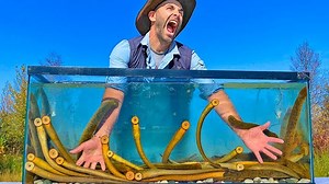 An unexpected encounter with a sea lamprey