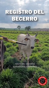 Así se registra un becerro recién nacido en la base de datos #ganaderia #vaca #becerros #vaquero Cuando nade un becerro es muy importante registrarlo en la base de datos lo mas rápido posible: se revisa su salud, se pesa, se coloca el arete y se registra junto con el número de arete de la vaca ¡Todo en cuestión de minutos! #gramse #agropecuario #finca #rancho #Cebu | Gramse Ganaderia Eficiente