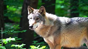 Lone Gray Wolf in a Sunlit Forest. High-Resolution Video of a Wild Wolf in Nature. Serene Scene of a Wolf in a Woodland Setting.