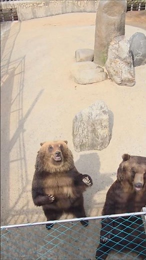 Bear Tree Park, where you can experience feeding bears! A must-visit destination for your trip to...