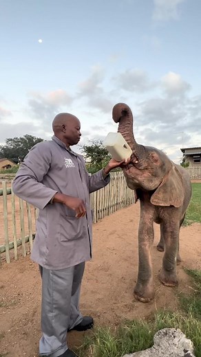 Happy Baby Elephant Drinks Milk Thanks to Supporters